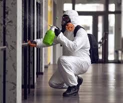 Best Basement Mold Removal  in Miamisburg, OH